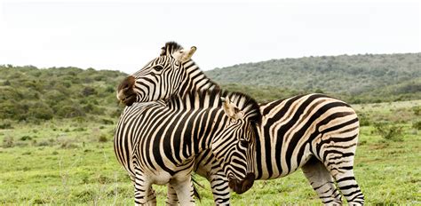 Oakland Zoo | Grant's Zebra