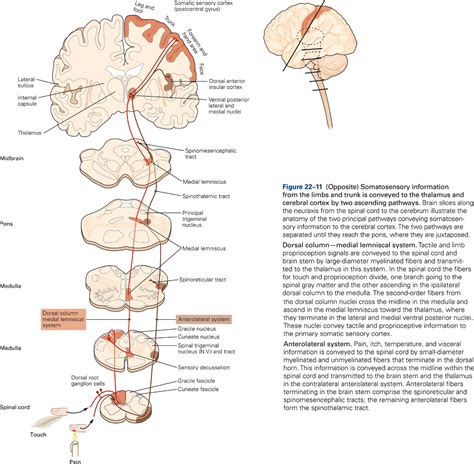 Somatosensory pathways – KINES 531: Neural Control of Movement