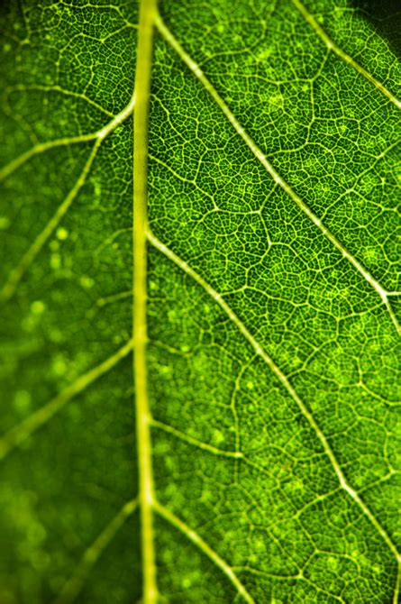 The Suburbs; Vascular Tissue Veins of a Leaf | Beautiful Photography