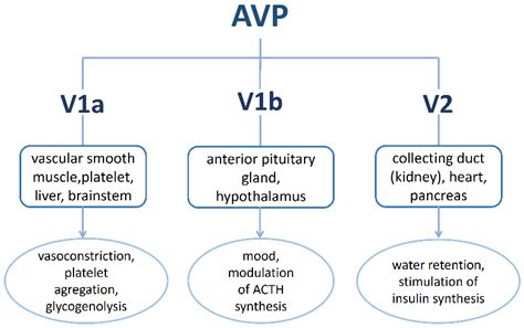 IJMS | Free Full-Text | Vasopressin and Its Analogues: From Natural Hormones to Multitasking ...