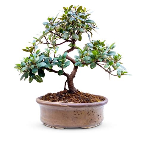 Ficus Bonsai-5 Years - Native Sant