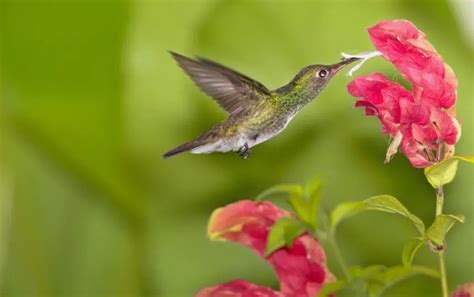 Attract Hummingbirds To Yard: 10 Tips & 3 Things to Avoid