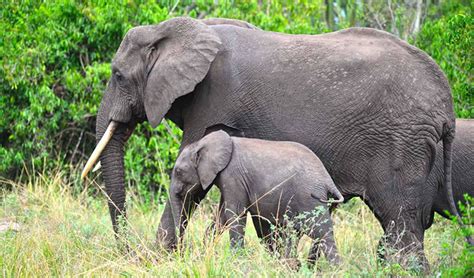 Queen Elizabeth National Park Wildlife Safari Experience.