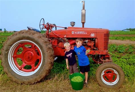 Pea Picking Harvest Event Recap - Pahl's Market - Apple Valley, MN