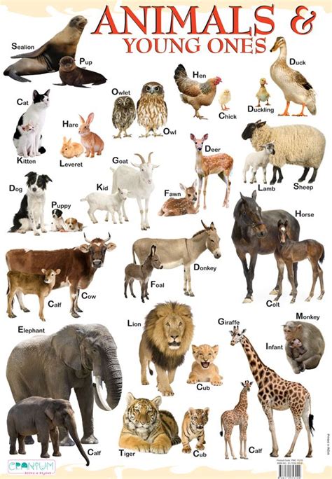 Animals And Their Young Ones