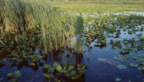 Eastern Mud Turtle Habitat | Animals - mom.me