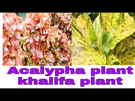 khalifa plant Acalypha plant types care tips growth procedure and basic information - YouTube