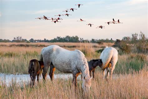 Camargue Horses and Pink Lakes - Exploring the Stunning Camargue and Aigues Mortes