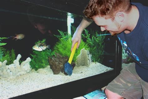 How to Clean a Fish Tank in 5 Easy to Implement Steps