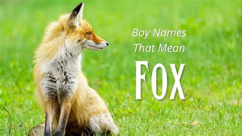 Boy Names That Mean Fox | MomsWhoThink.com