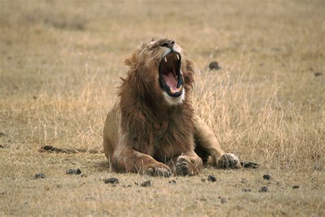 File:Lion Yawning.jpg