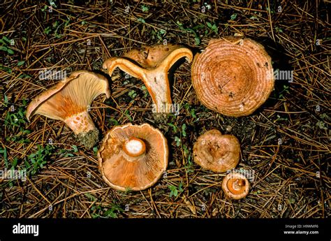 Lactarius deliciosus hi-res stock photography and images - Alamy