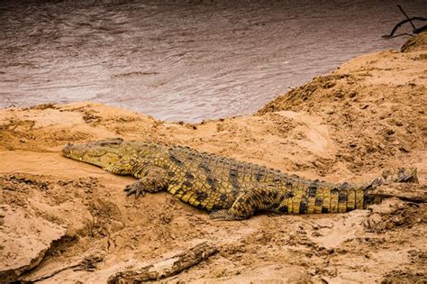 Premium Photo | Closeup of a formidable saltwater crocodile apex ...