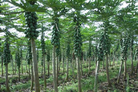 Success of independently funded GMO papaya confounds anti-tech ...