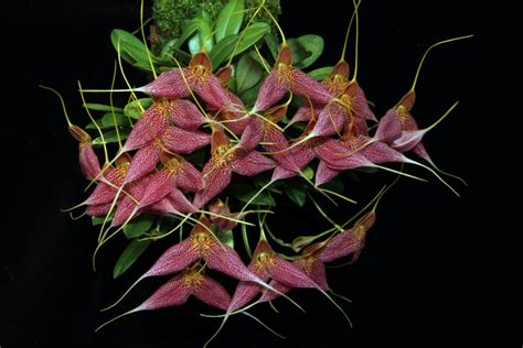 Orchids in Bloom: Masdevallia decumana 'Nancy' CCM/AOS