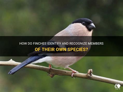 How Do Finches Identify And Recognize Members Of Their Own Species ...