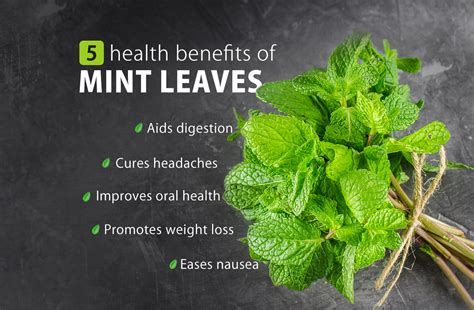 5 health benefits of mint leaves