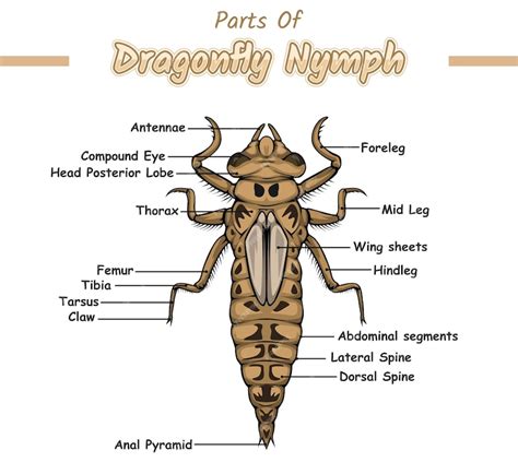 Premium Vector | Parts of dragonfly nymph