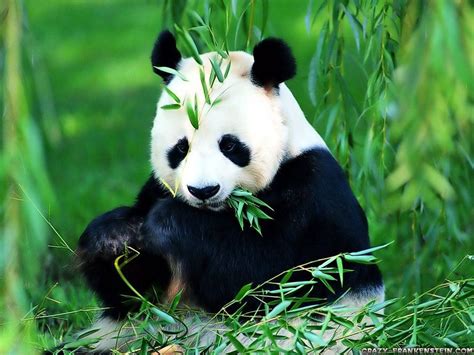 Panda Bears Wallpapers - Wallpaper Cave