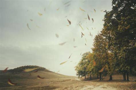 Finally! Researchers have found why the sound of wind, birds and nature ...