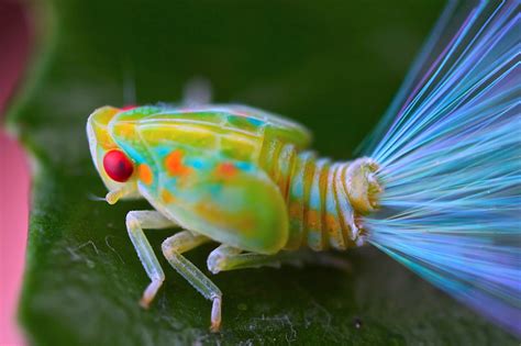 Leafhopper nymph with iridescent tails 1 | Leafhopper, Nymphs and Iridescent