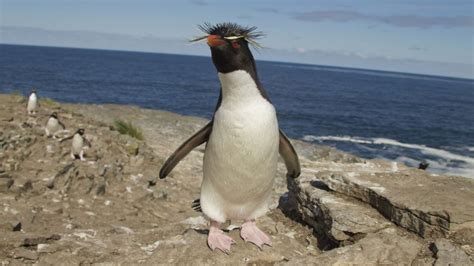 Rockhopper Penguin Facts, Diet and Habitat – Animal Names