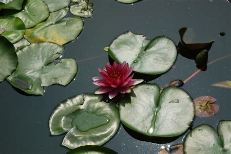 Dragonfly And Lilypads Free Stock Photo - Public Domain Pictures