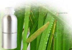 Calamus Oil | Acorus calamus