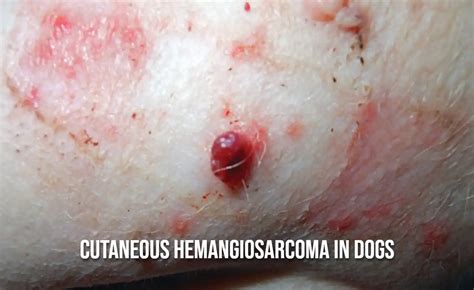 Cutaneous Hemangiosarcoma in Dogs: Symptoms, Diagnosis, Treatment