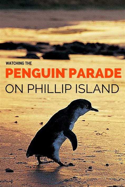 Top tips for watching the amazing penguin parade on Phillip Island in ...