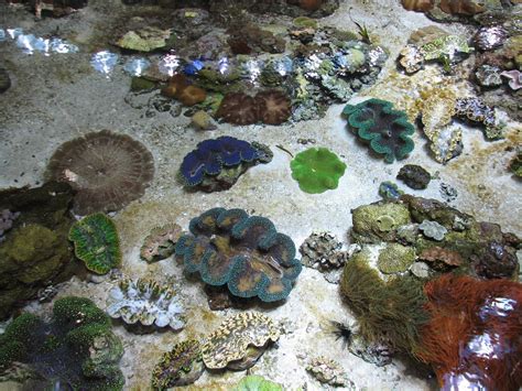 Surface View of Philippine Coral Reef - Giant Clams - ZooChat