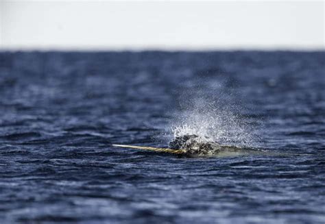 Why Do Narwhal’s Have a Horn? – North American Nature