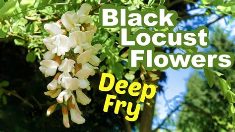 Eat Black Locust Flowers: Deep Fried and Delicious - YouTube