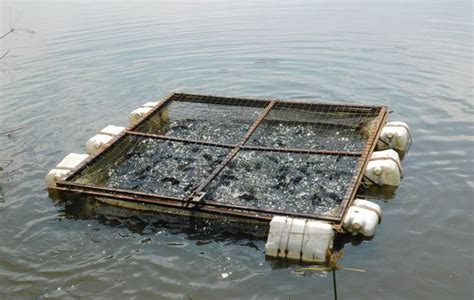 A Case For Increased Investment in Cage Fish Farming – Harvest Money