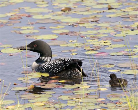 Common Loon Photo. Baby Chick Loon Swimming in Pond and Celebrating the New Life with Water Lily ...