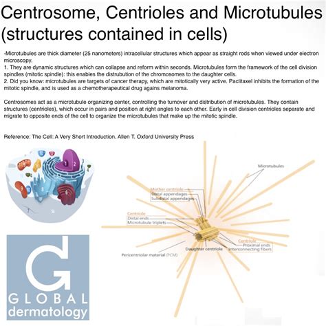 Global Dermatology » Centrosome, Centrioles and Microtubules (structures contained in cells ...