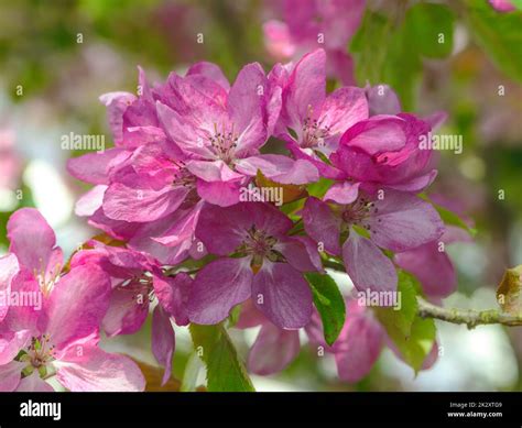 Flowering apple tree with pink blossoms Stock Photo - Alamy