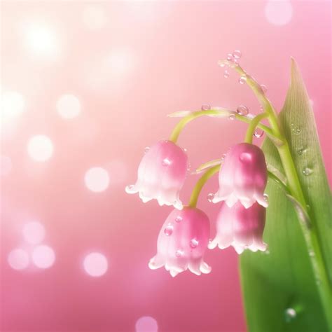 Premium AI Image | A pink lily of the valley on pink background