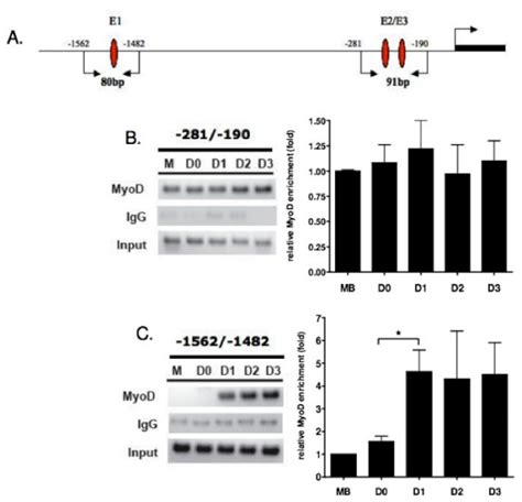 Chromatin immunoprecipitation assay performed on differentiating C2C12... | Download Scientific ...