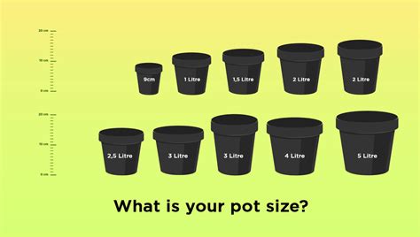 Best Pot Size for Autoflowering Seeds | Fast Buds