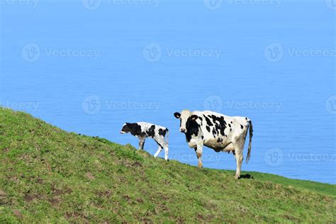 White and Black Newborn Calf With It's Mother 9600875 Stock Photo at Vecteezy