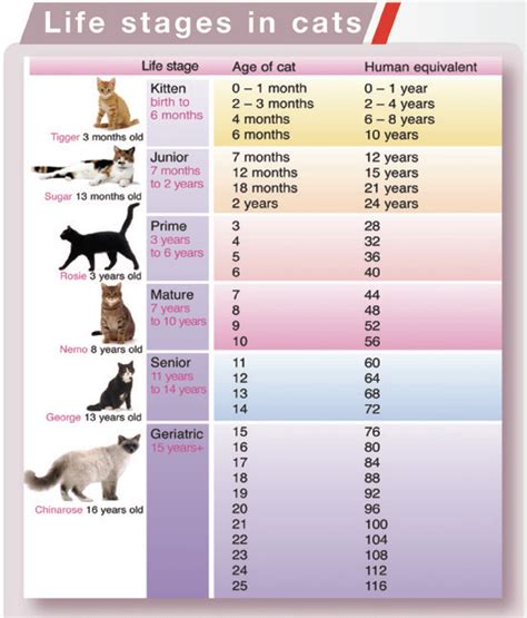 4 Signs That Your Cat Is Aging | How to Tell If Your Cat Is Getting Old