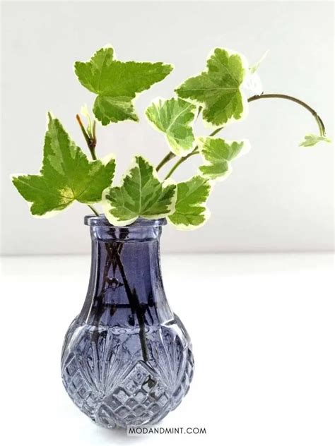 Indoor English Ivy - Care for Hedera Helix as a Houseplant