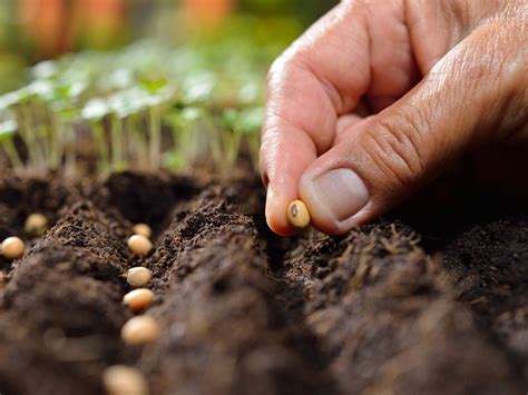 How To Plant Vegetable Seeds - Plant Ideas