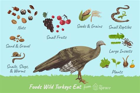 What Do Wild Turkeys Eat? | Wild turkey, Chickens backyard breeds, Chickens backyard