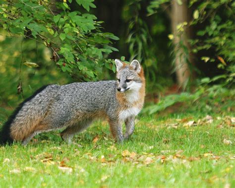 Grey Foxes – Fox Wood Wildlife Rescue