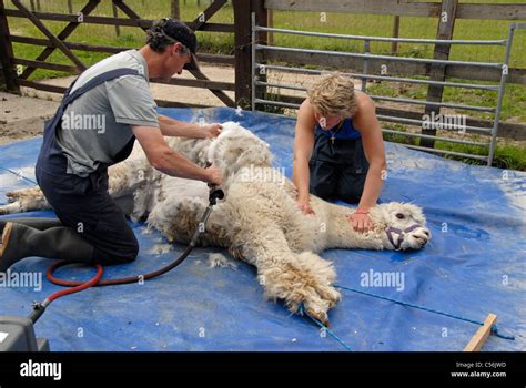 Alpaca - Shearing Stock Photo - Alamy