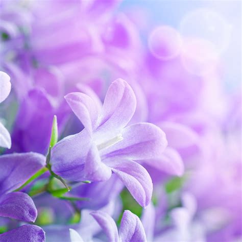 Beautiful Flowers, cool, lovely, natural, nature, purple, HD phone ...