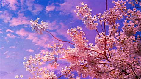 2560x1440 Cherry Blossom Tree 4k 5k 1440P Resolution ,HD 4k Wallpapers,Images,Backgrounds,Photos ...