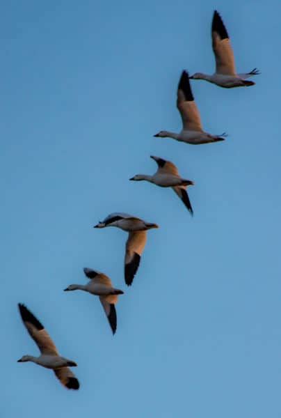 Tips for Seeing PA's Middle Creek Snow Geese Migration - Uncovering PA